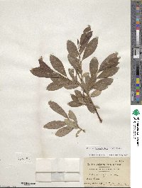 Salix scouleriana image