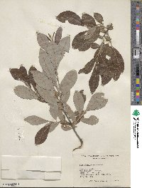 Salix scouleriana image