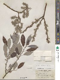 Salix scouleriana image