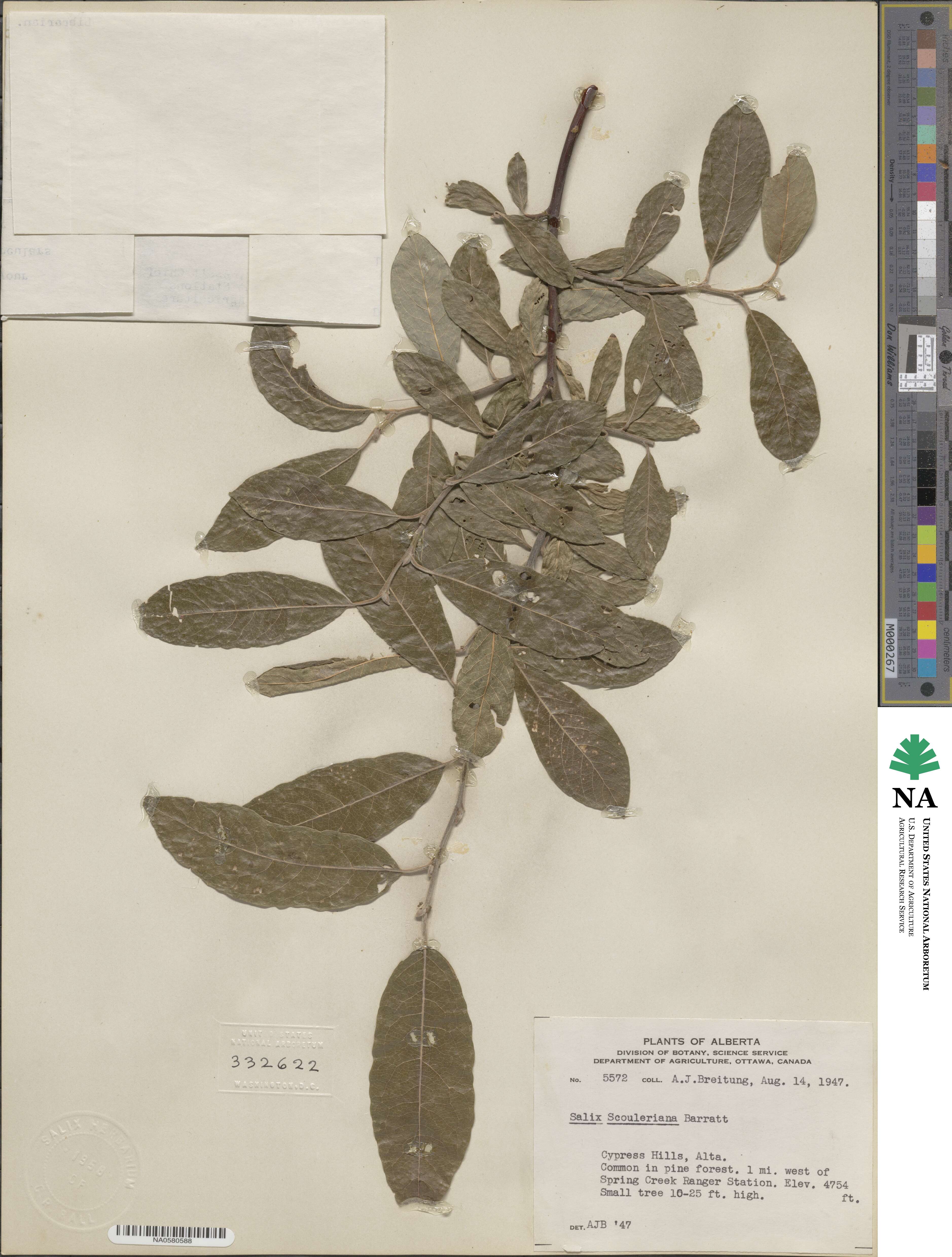 Salix scouleriana image