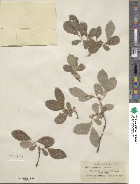 Salix scouleriana image