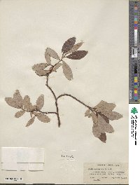 Salix scouleriana image