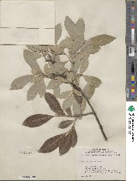 Salix scouleriana image