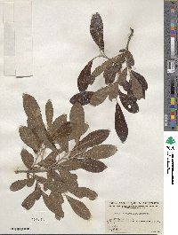 Salix scouleriana image