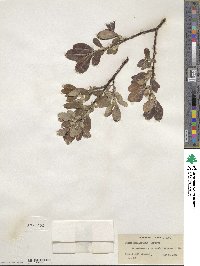 Salix scouleriana image