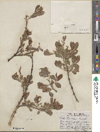 Salix scouleriana image