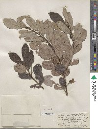 Salix scouleriana image