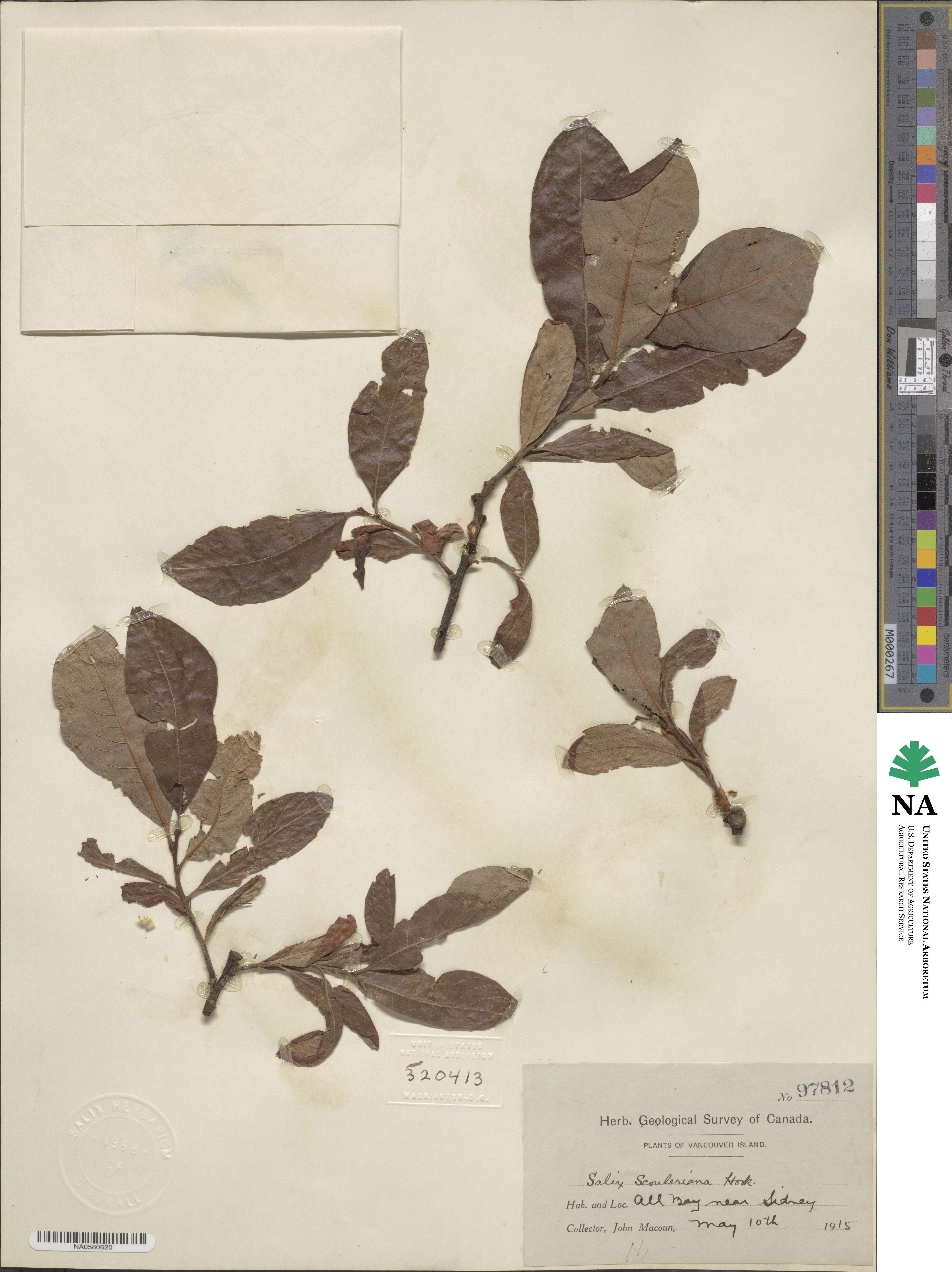 Salix scouleriana image