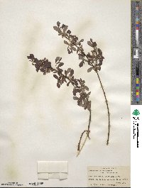 Salix scouleriana image