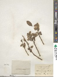 Salix scouleriana image