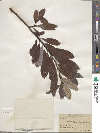 Salix scouleriana image