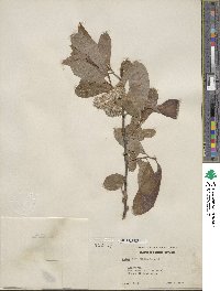 Salix scouleriana image