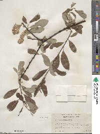 Salix scouleriana image