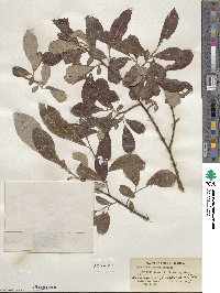 Salix scouleriana image