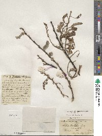 Salix scouleriana image