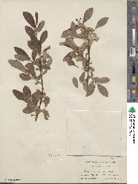 Salix scouleriana image