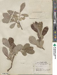 Salix scouleriana image