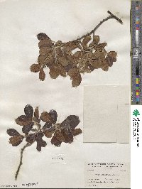 Salix scouleriana image