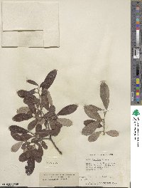 Salix scouleriana image