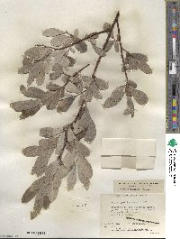 Salix scouleriana image