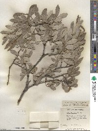 Salix scouleriana image