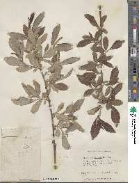 Salix scouleriana image