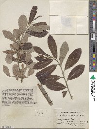 Salix scouleriana image