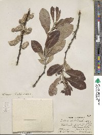 Salix scouleriana image