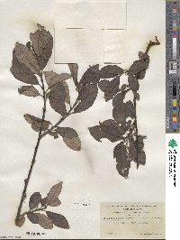 Salix scouleriana image