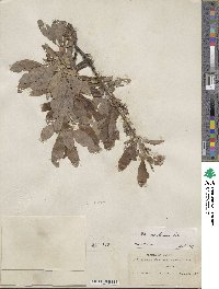 Salix scouleriana image