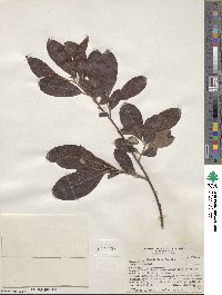 Salix scouleriana image