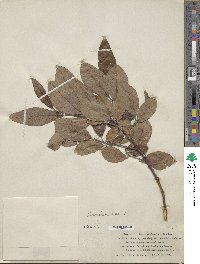 Salix scouleriana image