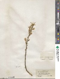 Salix scouleriana image