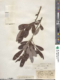 Salix scouleriana image