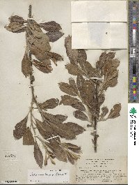 Salix scouleriana image