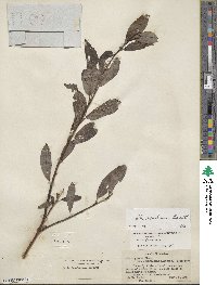 Salix scouleriana image