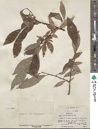 Salix scouleriana image