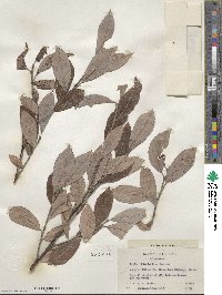 Salix scouleriana image