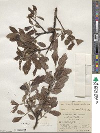 Salix scouleriana image