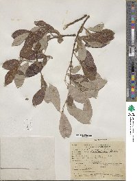 Salix scouleriana image