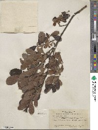 Salix scouleriana image