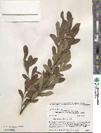 Salix scouleriana image