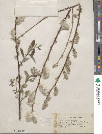 Salix scouleriana image