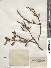 Salix scouleriana image