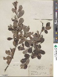 Salix scouleriana image