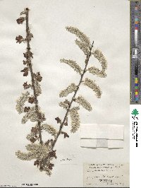 Salix scouleriana image