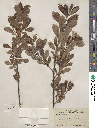 Salix scouleriana image