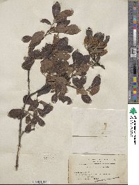 Salix scouleriana image