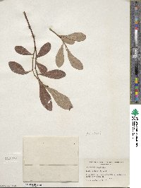 Salix scouleriana image