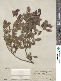 Salix scouleriana image